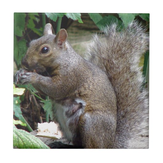 Carreau Écureuil (Devant)