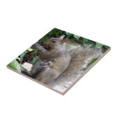 Carreau Écureuil (Côté)