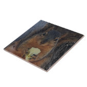 Carreau Écureuil (Côté)