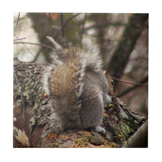 Carreau Écureuil dans l'arbre Photo (Devant)