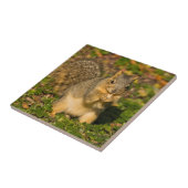 Carreau Écureuil gris, manger, arachide, Springs Crystal (Côté)