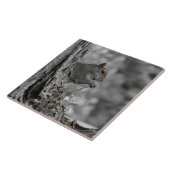 Carreau Écureuil gris mou (Côté)