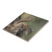 Carreau Écureuil gris oriental ou écureuil gris (Côté)