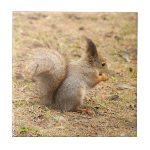 Carreau Écureuil mignon mange une noix photo