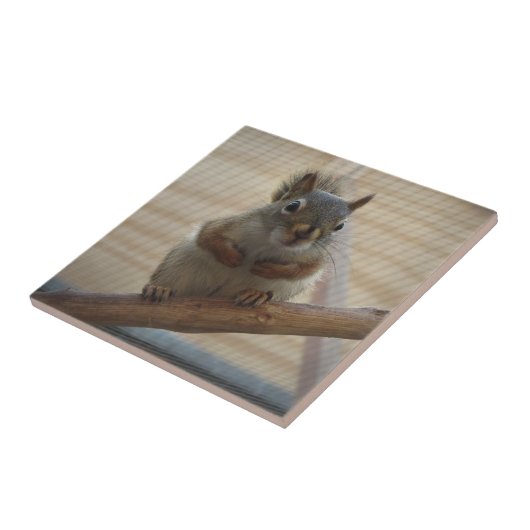 Carreau Écureuil mûr à la branche (Côté)