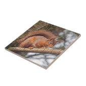 Carreau Écureuil rouge (Côté)