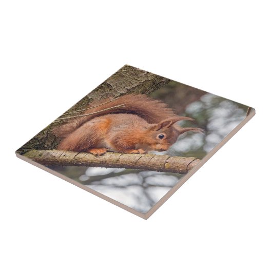 Carreau Écureuil rouge (Côté)