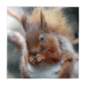Carreau Écureuil rouge (Devant)