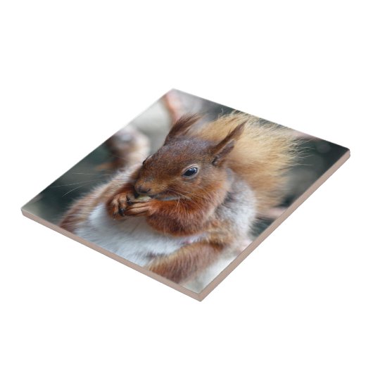 Carreau Écureuil rouge (Côté)