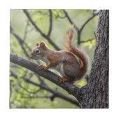 Carreau Écureuil rouge (Devant)