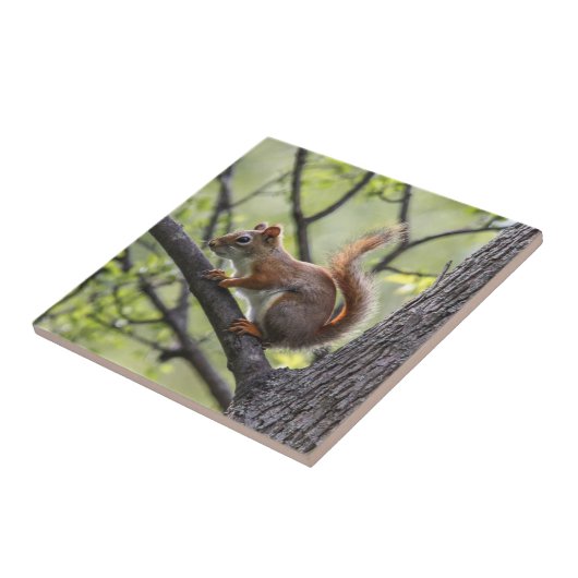 Carreau Écureuil rouge (Côté)