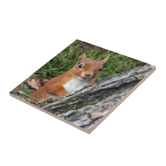 Carreau écureuil rouge de faune (Côté)