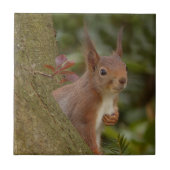 Carreau Écureuil rouge malfaisant (Devant)