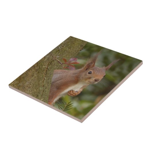 Carreau Écureuil rouge malfaisant (Côté)