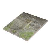 Carreau Écureuil terrestre de Richardson "Gopher" (Côté)