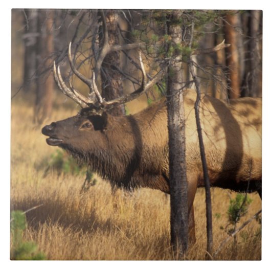 Carreau élan, Cervus elaphus, taureau claironne dans un br (Devant)