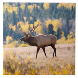 Carreau Élan dans le parc national de Rocky Mountain, Colo