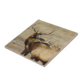 Carreau Élan mâle E24 (Côté)