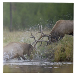 Carreau Élan mâles se battant, Parc national de Yellowston