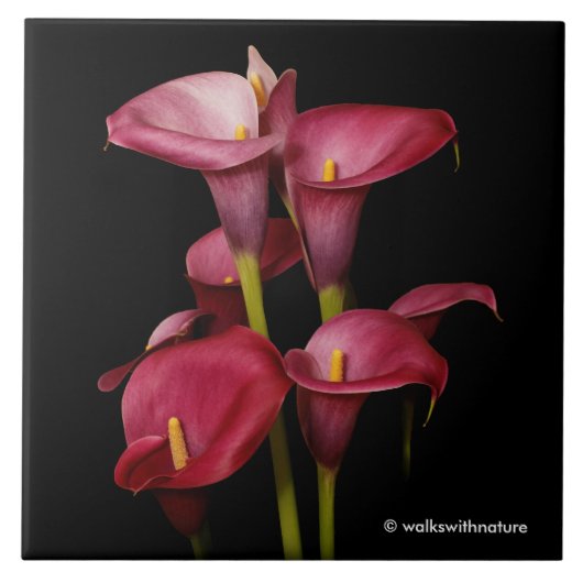 Carreau Élégant Calla Lilies (Devant)