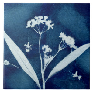 Carreau Élégant Cyanotype de légumineuses à grains de lait