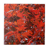 Carreau Élégant Feuille d'érable rouge japonais (Devant)