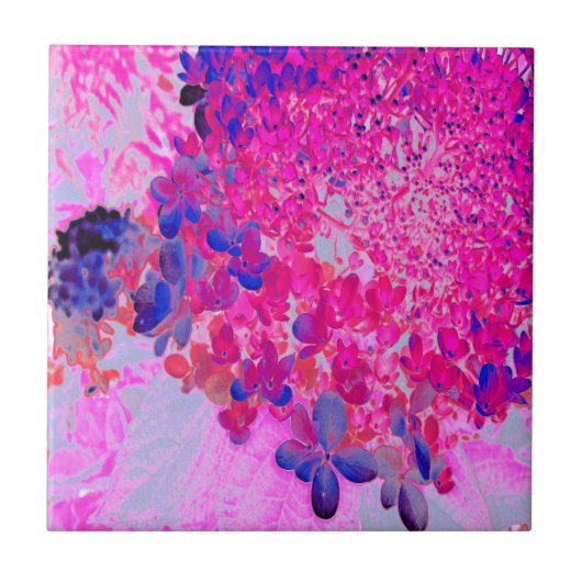 Carreau Elégant Fuchsia et bleu foncé Limelight Hydrangea (Devant)