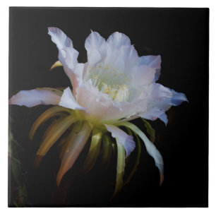 Carreau Élégante fleur de cactus de nuit Queen of the Ni
