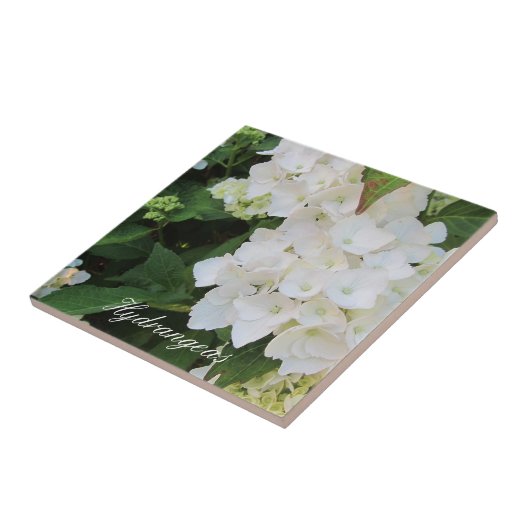 Carreau Elégante Hydrangée Blanche (Côté)
