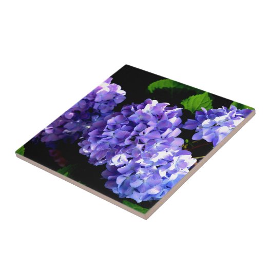 Carreau Elégante perruche violette hydrangée florale (Côté)