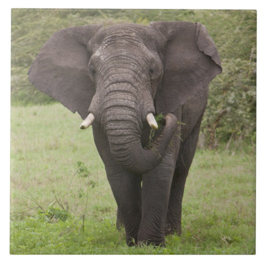 Carreau Élémentaire Tanzanie Éléphant dans le cratère de N (Devant)