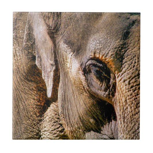 CARREAU ÉLÉPHANT (Devant)