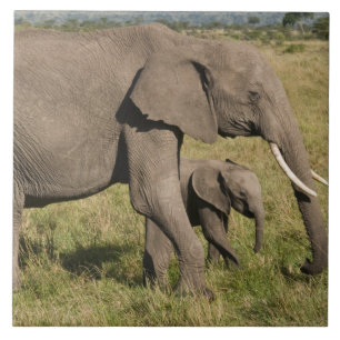 Carreau Éléphant d'Afrique et éléphanteau (Loxodonta afric