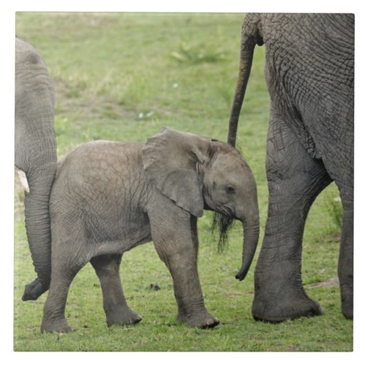 Carreau Éléphant d'Afrique femelle avec bébé (Devant)