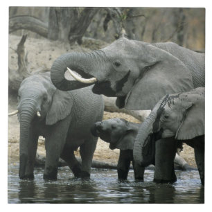 Carreau Éléphant d'Afrique, (Loxodonta africana), buvant