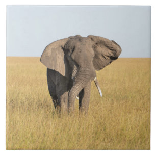 Carreau Elephant Dans Un Cadre Naturel Africain Carrelage 