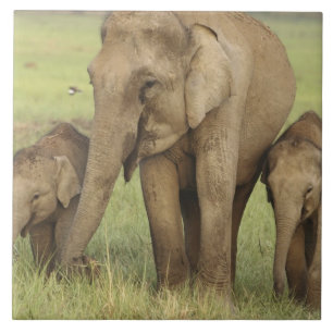 Carreau Éléphant d'Asie indien et jeunes