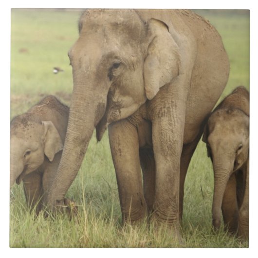 Carreau Éléphant d'Asie indien et jeunes (Devant)