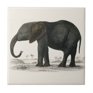 Carreau Eléphant gris Vintage (1848) par Oliver Goldsmith