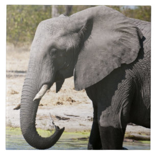 Carreau Éléphant (Loxodonta africana), chenal Savute