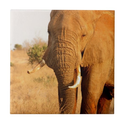 Carreau Éléphants (Devant)