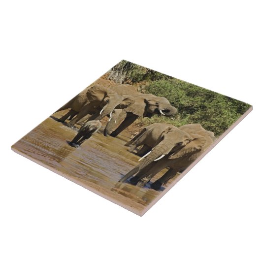 Carreau Eléphants africains, Loxodonta Africana, Samburu (Côté)