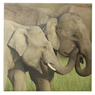 Carreau Éléphants asiatiques indiens