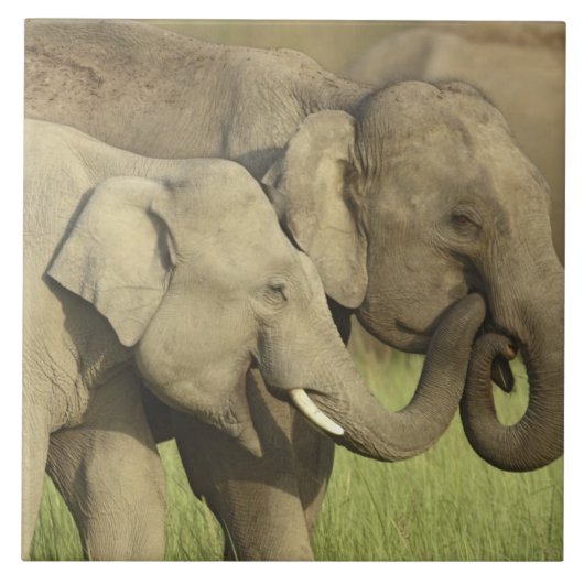 Carreau Éléphants asiatiques indiens (Devant)