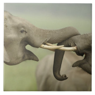 Carreau Éléphants asiatiques indiens jouent à la lutte