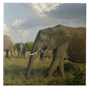Carreau Éléphants d'Afrique paissant, Loxodonta africana,