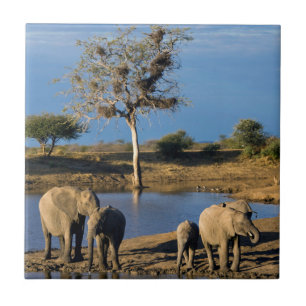 Carreau Éléphants de savane d'Afrique (Loxodonta Africana)