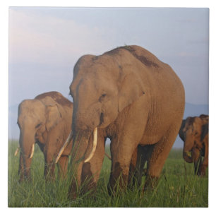Carreau Éléphants indiens dans la prairie