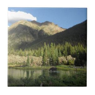 Carreau Elk Creek Moose - Weminuche Wilderness - Colorado