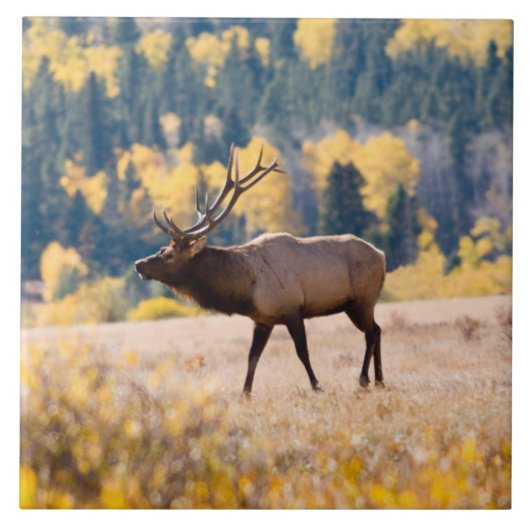Carreau Elk in Rocky Mountain National Park, Colorado (Devant)